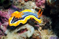 Anilao Kirbys Rock Chromodoris magnifica Medium Web view.jpg