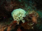 lettuceleafnudi.jpg
