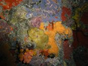 frogfish.jpg