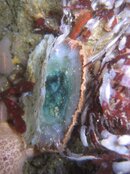 small clam.jpg