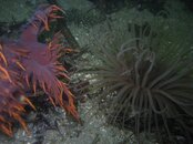 small iris vs anemone.jpg