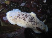 small nudi.jpg