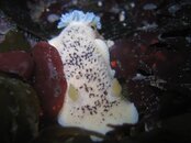 small nudi2.jpg