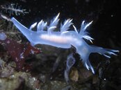 small white.jpg