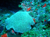 Brain Coral.jpg