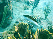 Coney Bicolor.jpg