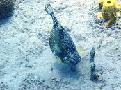 Smooth Trunkfish 1.jpg