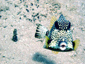 Smooth Trunkfish 2.jpg