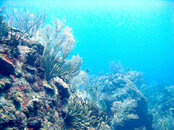 Soft Coral.jpg