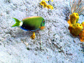 Surgeonfish.jpg
