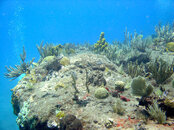 Tent Reef.jpg