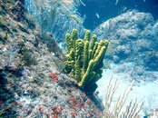 Tube Sponge.jpg