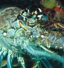 lobster1.jpg