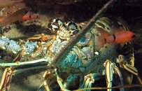 lobster2.jpg