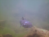 the CATFISH-1.JPG