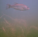 the bass-2.jpg