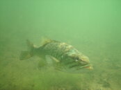 the-BASS-3.JPG