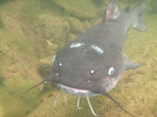 theCATFISH-2.JPG