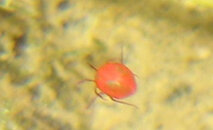 redbug.jpg