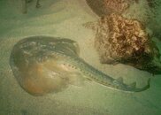 Torpedo_ray.jpg