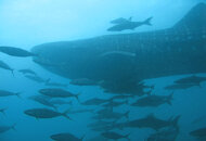 whaleshark-26-june.jpg