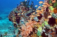 Anilao Bethlehem Anthias face into current Medium Web view.jpg