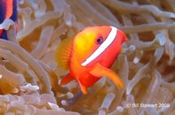 Anilao Bethlehem Black Anemonefish Amphiprion melanopus Medium Web view.jpg