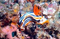 Anilao Bethlehem Chromodoris magnifica Medium Web view.jpg