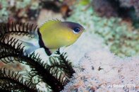 Anilao Bethlehem Damselfish.jpg