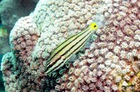 Anilao Bethlehem Five Line Cardinalfish Cheilodipterus quinquelineatus Medium Web view.jpg