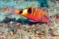 Anilao Bethlehem Manybar Goatfish Parupeneus multifasciatus Medium Web view.jpg