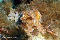Anilao Bethlehem Papuan Cuttlefish Sepia papuensis Medium Web view.jpg