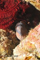 Anilao Bethlehem White eyed Moray Medium Web view.jpg