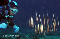 Anilao Balanoy Coral Shrimpfish Aioliscus strigatus Medium Web view.jpg