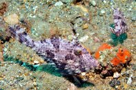 Anilao Balanoy Filefish Medium Web view.jpg