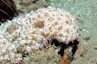 Anilao Balanoy Sea Cucumber Bohadschia graeffei Medium Web view.jpg