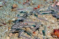 Anilao Balanoy Striped Catfish Plotosus lineatus Medium Web view.jpg