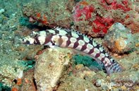 Anilao Balanoy Variegated Lizardfish Synodus variegatus Medium Web view.jpg