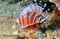 Anilao Balanoy Zebra Lionfish Dendrochirus zebra Medium Web view.jpg