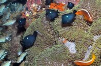 Anilao Dead Palm Blue-Green Chromis Three-spotted Humbug Eastern Skunk Anemonefish Porcelain Cra.jpg