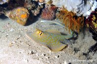 Anilao Dead Palm Bluespotted Ribbontail Ray Taeniura lymma Medium Web view.jpg