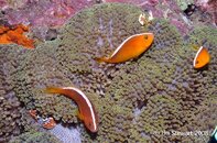 Anilao Dead Palm Eastern Skunk Anemonefish Porcelain Crab Medium Web view.jpg