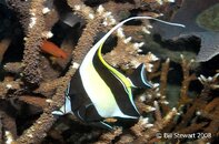 Anilao Dead Palm Moorish Idol Zanclus cornutus Medium Web view.jpg