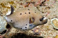 Anilao Twin Rocks Black-Spotted Pufferfish Arothron nigropunctatus Medium Web view.jpg