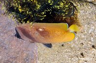 Anilao Twin Rocks Butterflyfish with Commensal Shrimp Periclimenes psamathe Medium Web view.jpg
