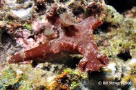 Anilao Twin Rocks Ceratosoma tenue Medium Web view.jpg