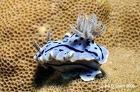 Anilao Twin Rocks Chromodoris willani Medium Web view.jpg