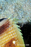 Anilao Twin Rocks Commensal Shrimp Periclimenes psamathe Butterflyfish Medium Web view.jpg