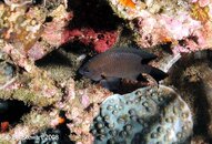 Anilao Twin Rocks Damselfish Medium Web view.jpg