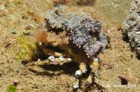 Anilao Twin Rocks Decorator Crab Cyclocoeloma tuberculata Medium Web view.jpg